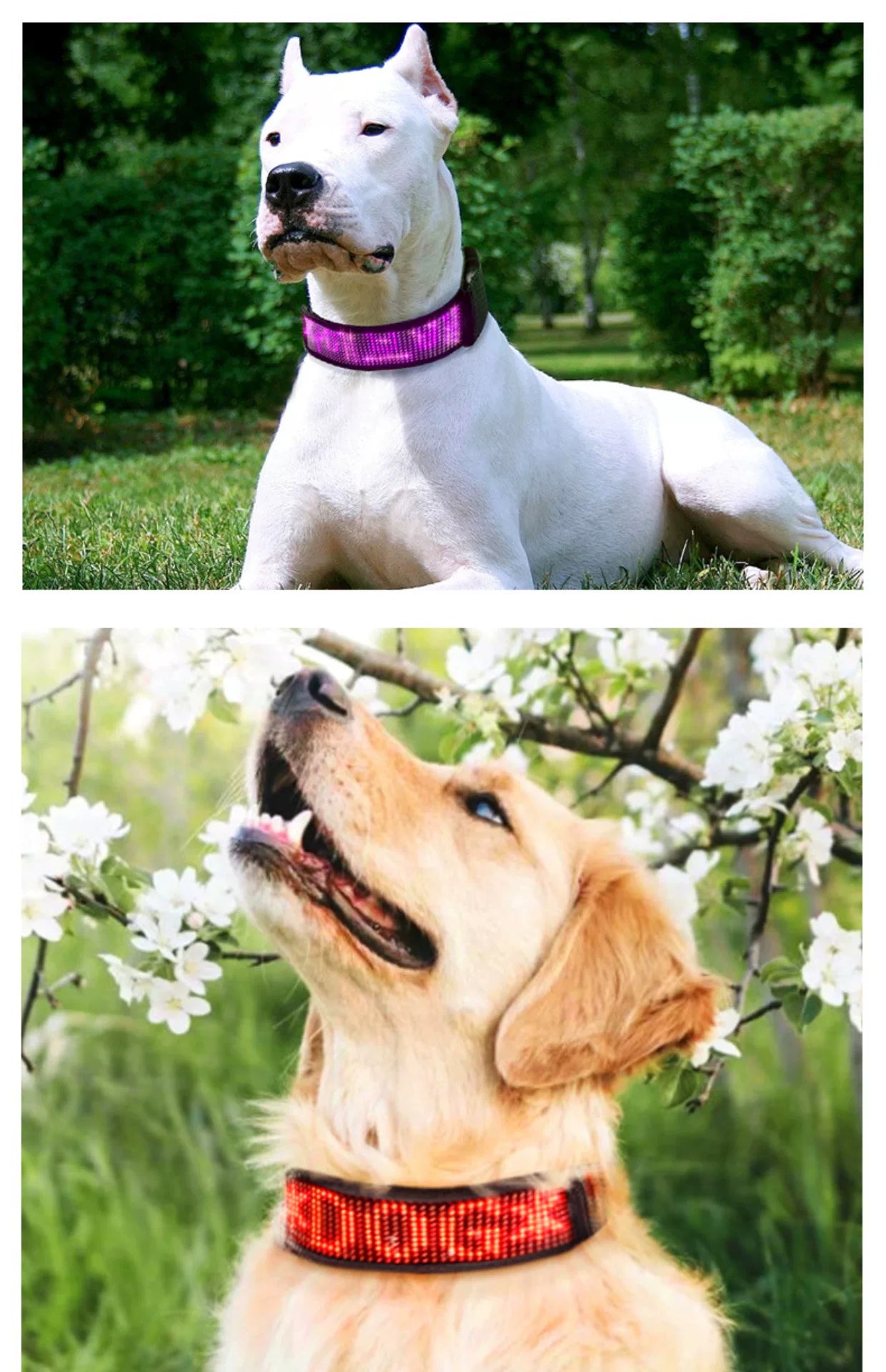 LED Light-Up Pet Dog Safety Collar Soft Personalized Glow-in-the-Dark Neck Loop with Programmable Flashing LED Animal Pattern