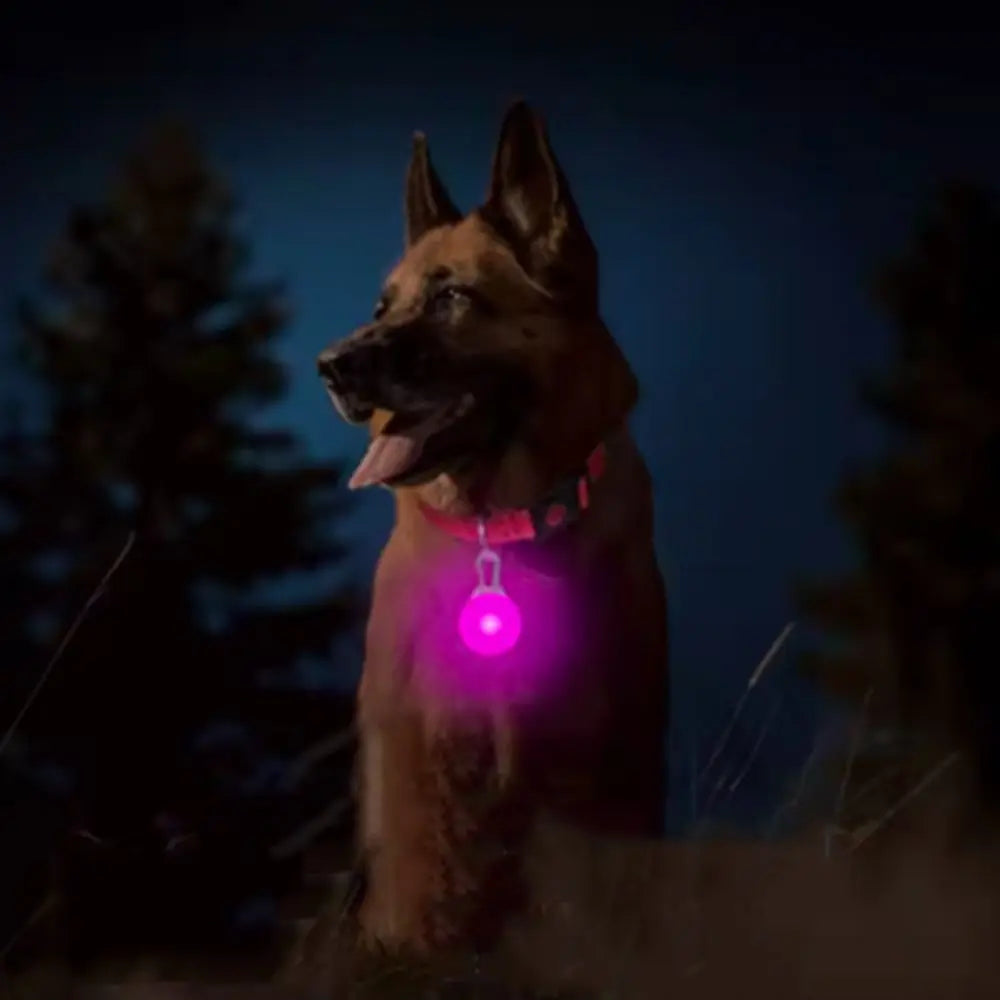 Usb Charging Glowing Dog Collar With Pendant Detachable Luxury Led Light Bright For Small Dogs Cat Night Safety Collar Wholesale
